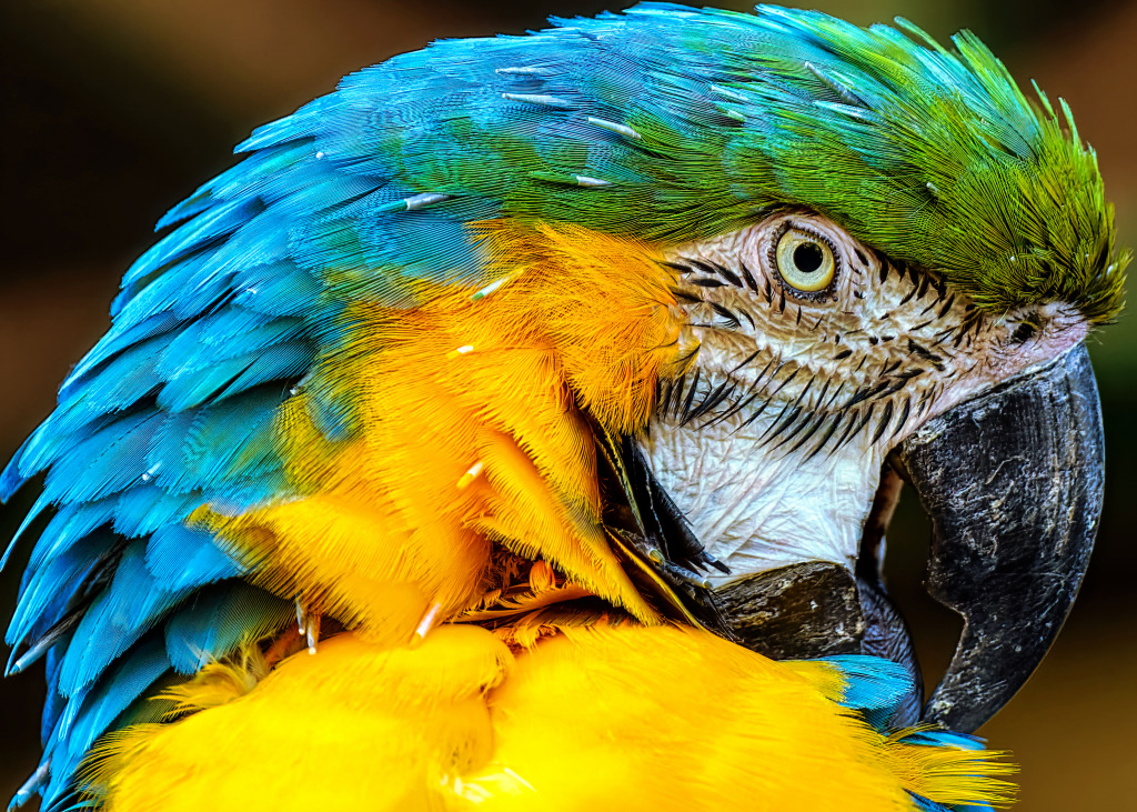 Blue and Yellow Macaw jigsaw puzzle in Animals puzzles on TheJigsawPuzzles.com