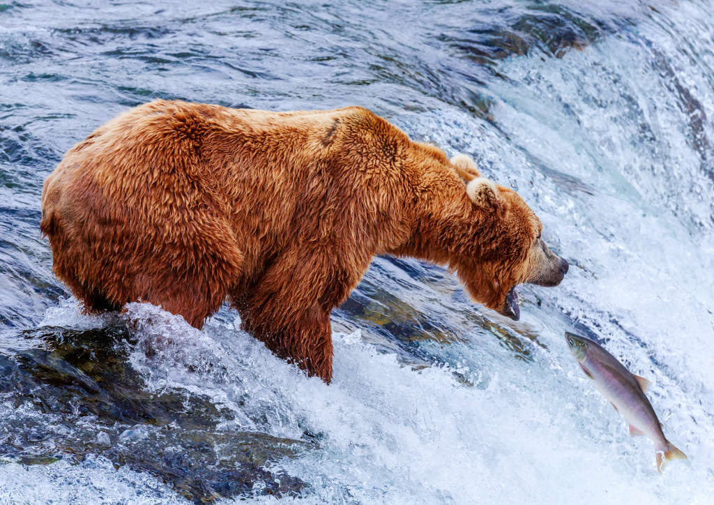 Grizzly in Katmai National Park, Alaska jigsaw puzzle in Animals puzzles on TheJigsawPuzzles.com