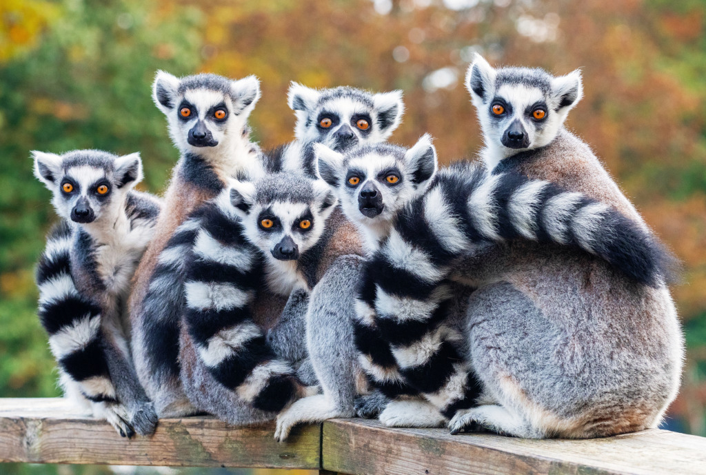 Resting Lemurs Katta jigsaw puzzle in Animals puzzles on TheJigsawPuzzles.com