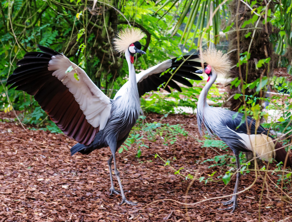 Oriental Crowned Cranes jigsaw puzzle in Animals puzzles on TheJigsawPuzzles.com