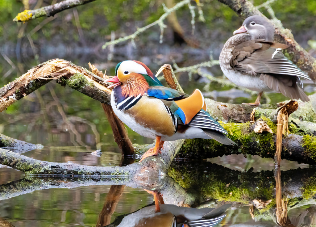 Mandarin Ducks Sitting on a Tree jigsaw puzzle in Animals puzzles on TheJigsawPuzzles.com