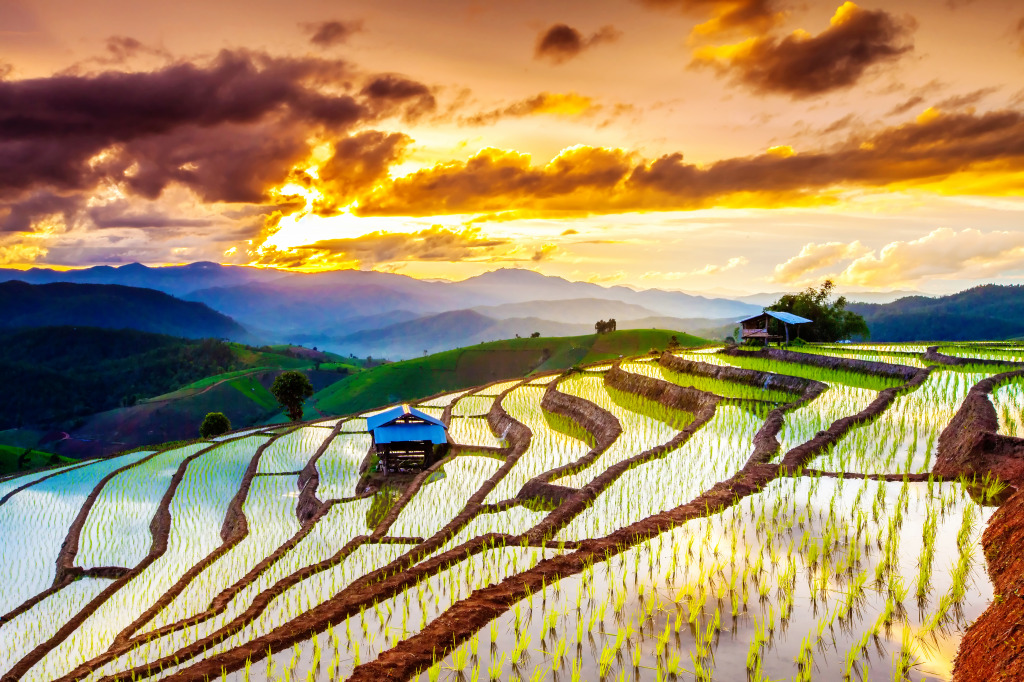Rice Terraces in Chiangmai, Thailand jigsaw puzzle in Great Sightings puzzles on TheJigsawPuzzles.com