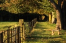 Autumn in Osterley Park, London