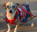 Patriotic Pampered Pocket Pooch