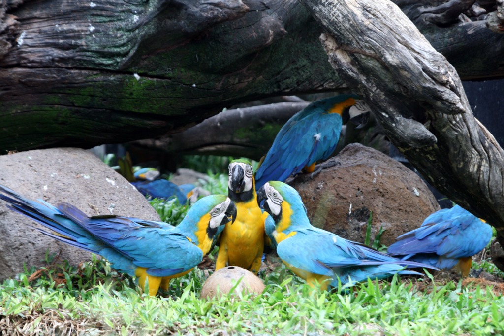 Parrots jigsaw puzzle in Puzzle of the Day puzzles on TheJigsawPuzzles.com