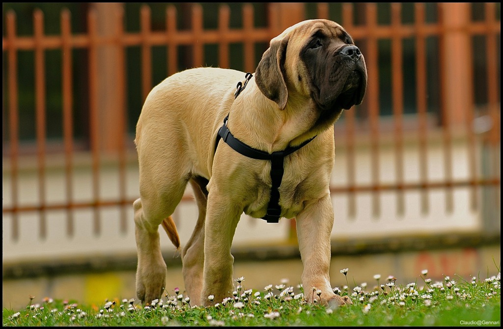 Pluto, My English Mastiff jigsaw puzzle in Animals puzzles on TheJigsawPuzzles.com