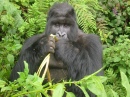 Gorilla Eating