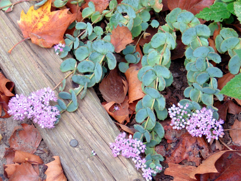 Sedum Seiboldii jigsaw puzzle in Puzzle of the Day puzzles on TheJigsawPuzzles.com