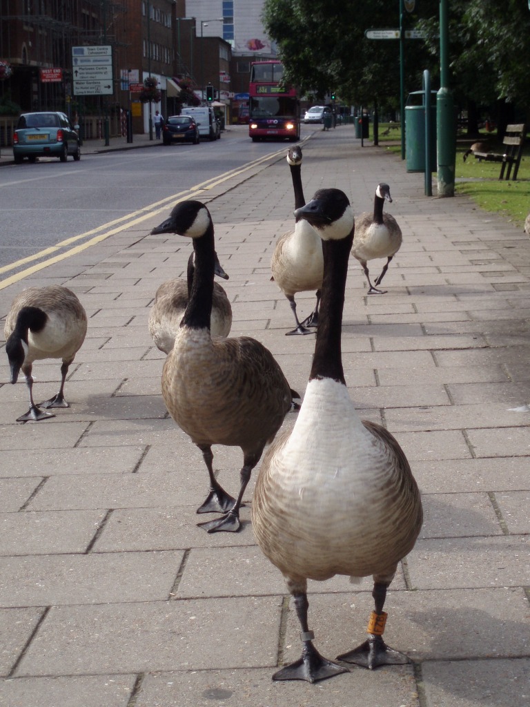 When Geese Go Shopping jigsaw puzzle in Puzzle of the Day puzzles on TheJigsawPuzzles.com