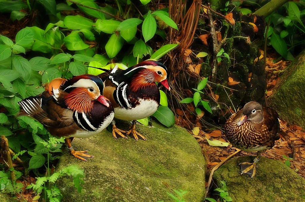 Mandarin Ducks jigsaw puzzle in Animals puzzles on TheJigsawPuzzles.com