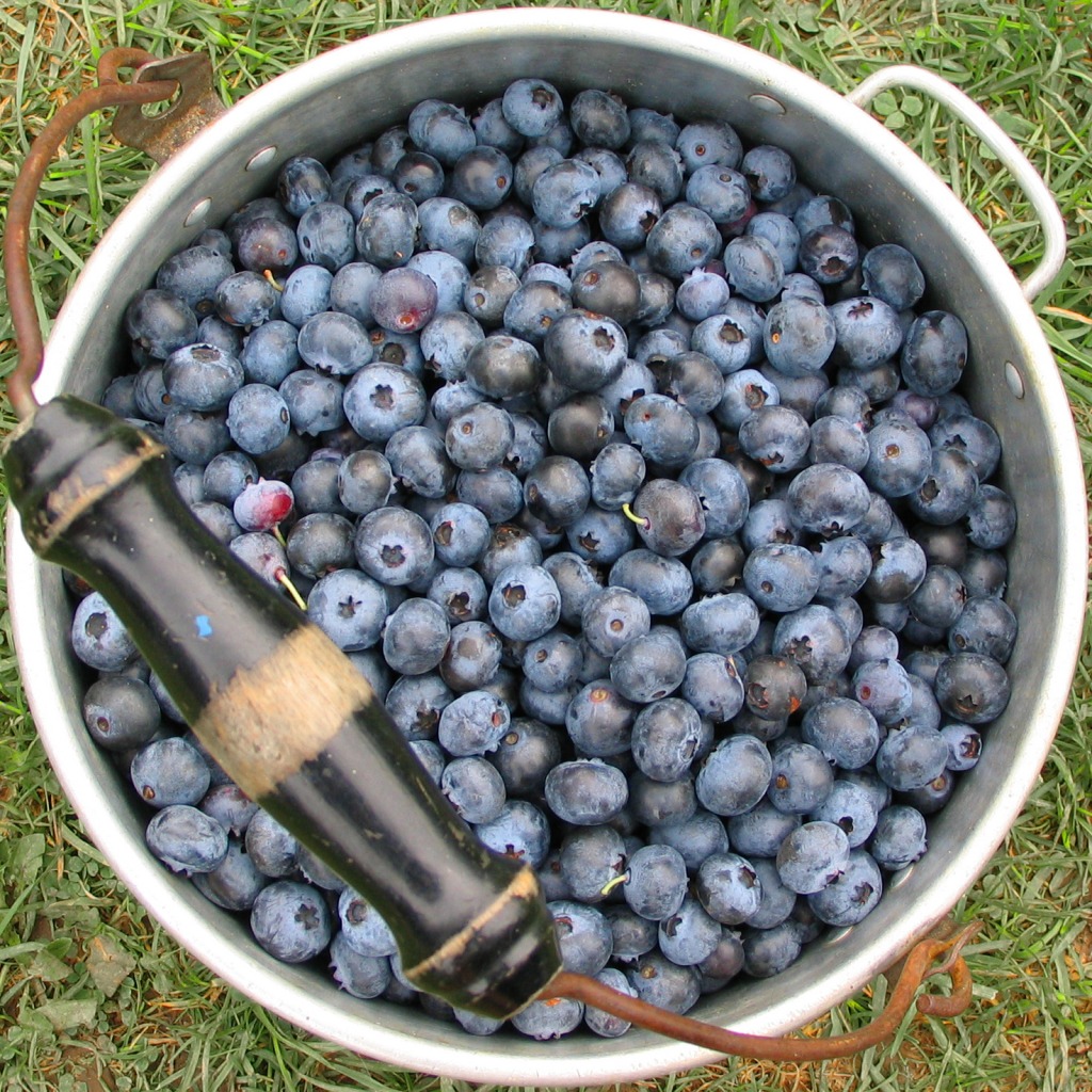 Blueberry Bucket jigsaw puzzle in Fruits & Veggies puzzles on TheJigsawPuzzles.com