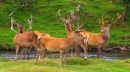 Stags