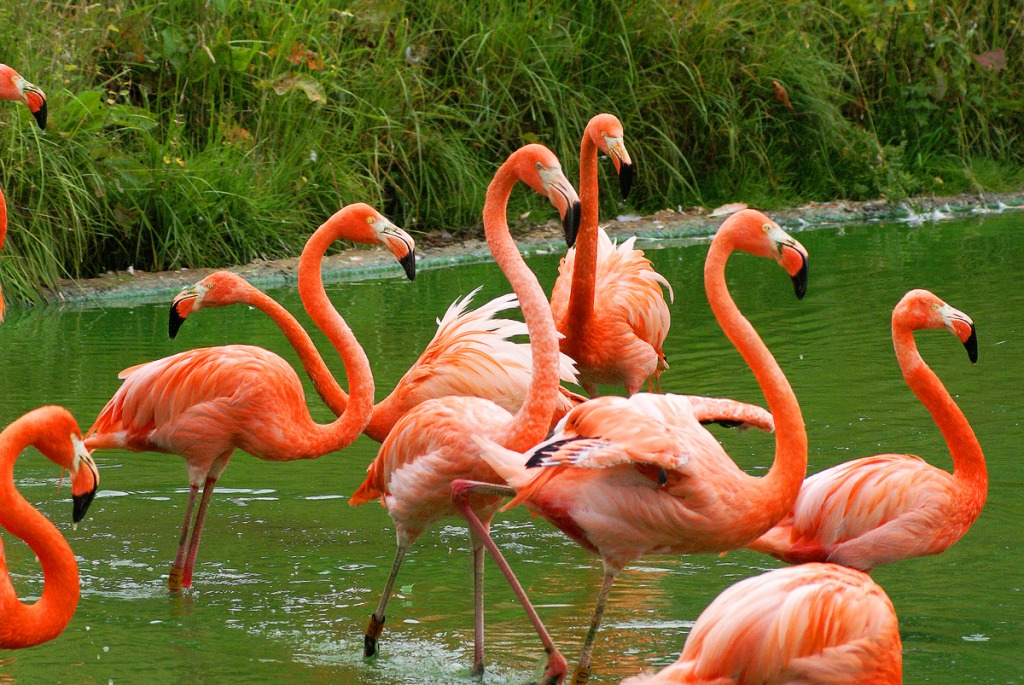 Caribbean Flamingo jigsaw puzzle in Animals puzzles on TheJigsawPuzzles.com