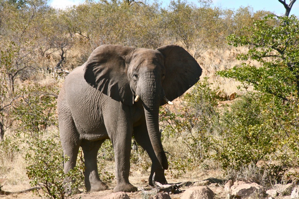 Olifant jigsaw puzzle in Animals puzzles on TheJigsawPuzzles.com