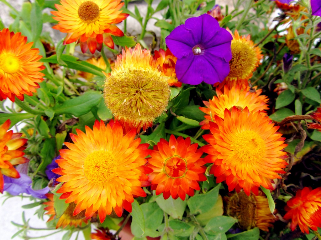 Color Explosion jigsaw puzzle in Flowers puzzles on TheJigsawPuzzles.com