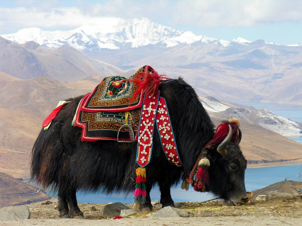 Tibetan Yak jigsaw puzzle in Animals puzzles on TheJigsawPuzzles.com