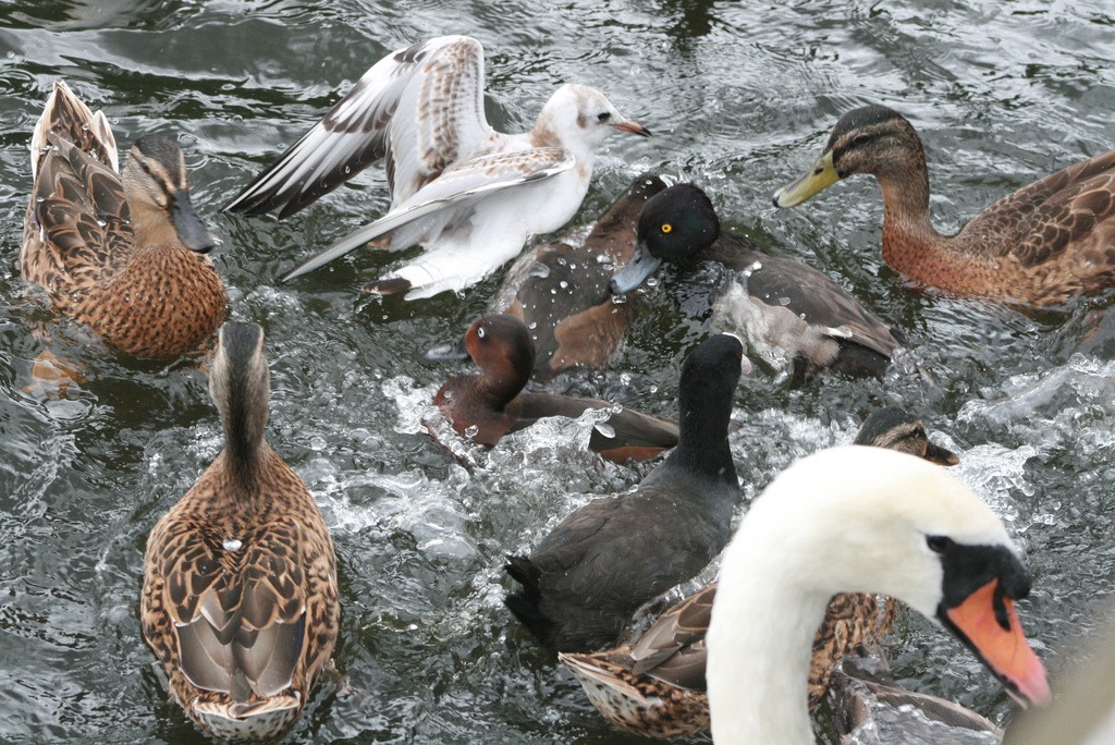 Ducks and Seagulls jigsaw puzzle in Animals puzzles on TheJigsawPuzzles.com