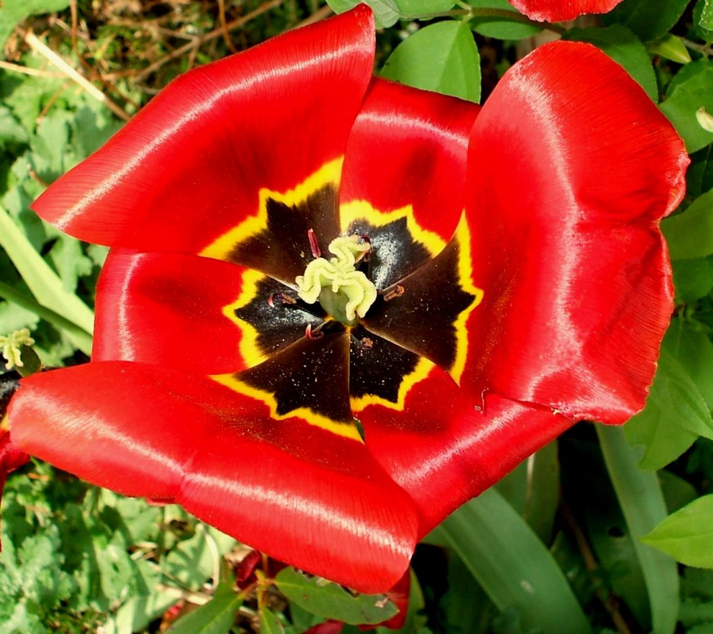 Tulip jigsaw puzzle in Flowers puzzles on TheJigsawPuzzles.com