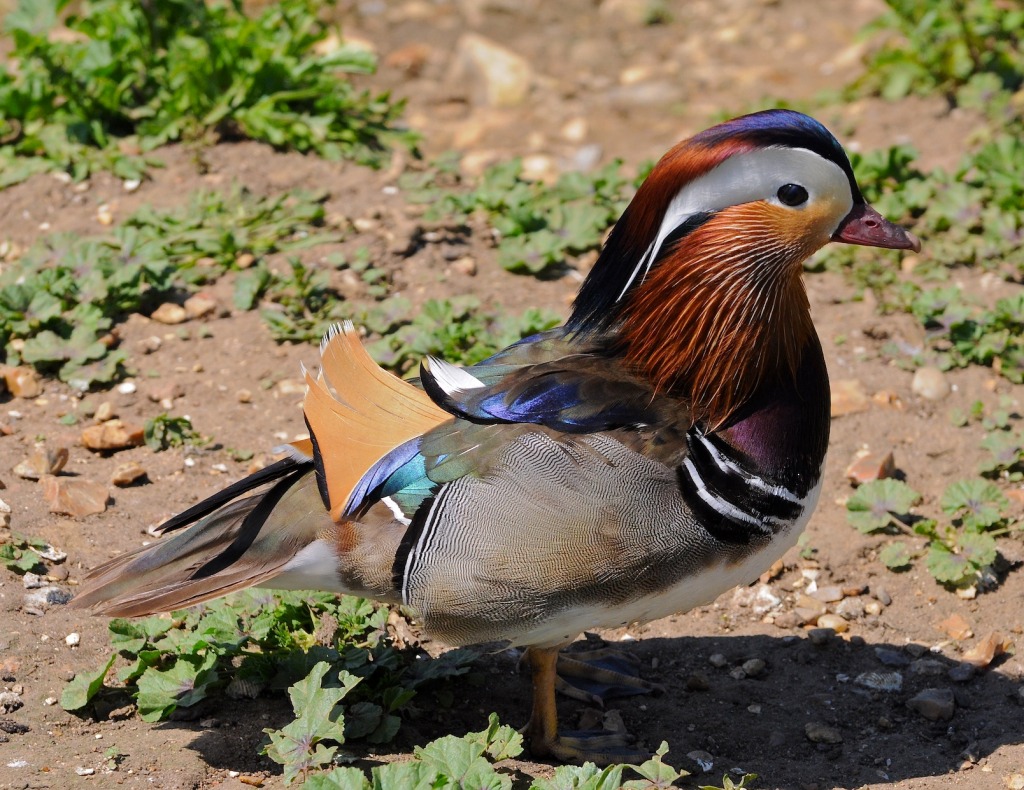 Mandarin Duck jigsaw puzzle in Puzzle of the Day puzzles on TheJigsawPuzzles.com