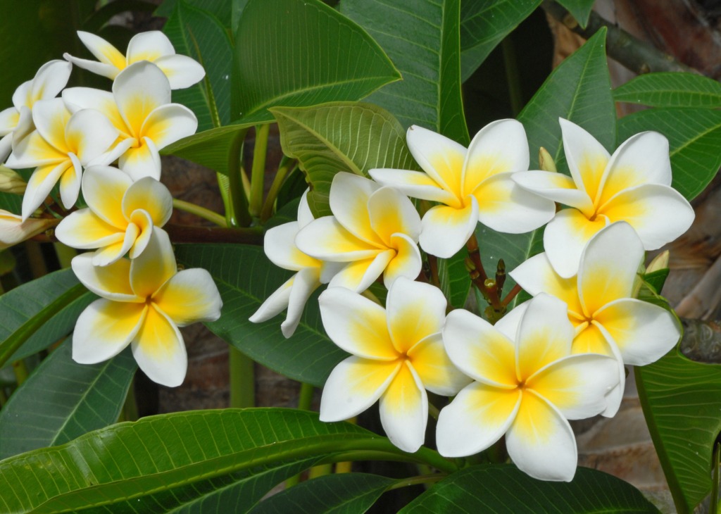 Plumeria Alba jigsaw puzzle in Flowers puzzles on TheJigsawPuzzles.com