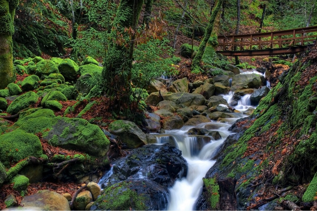 Swanson Creek, Uvas Canyon County Park jigsaw puzzle in Waterfalls puzzles on TheJigsawPuzzles.com