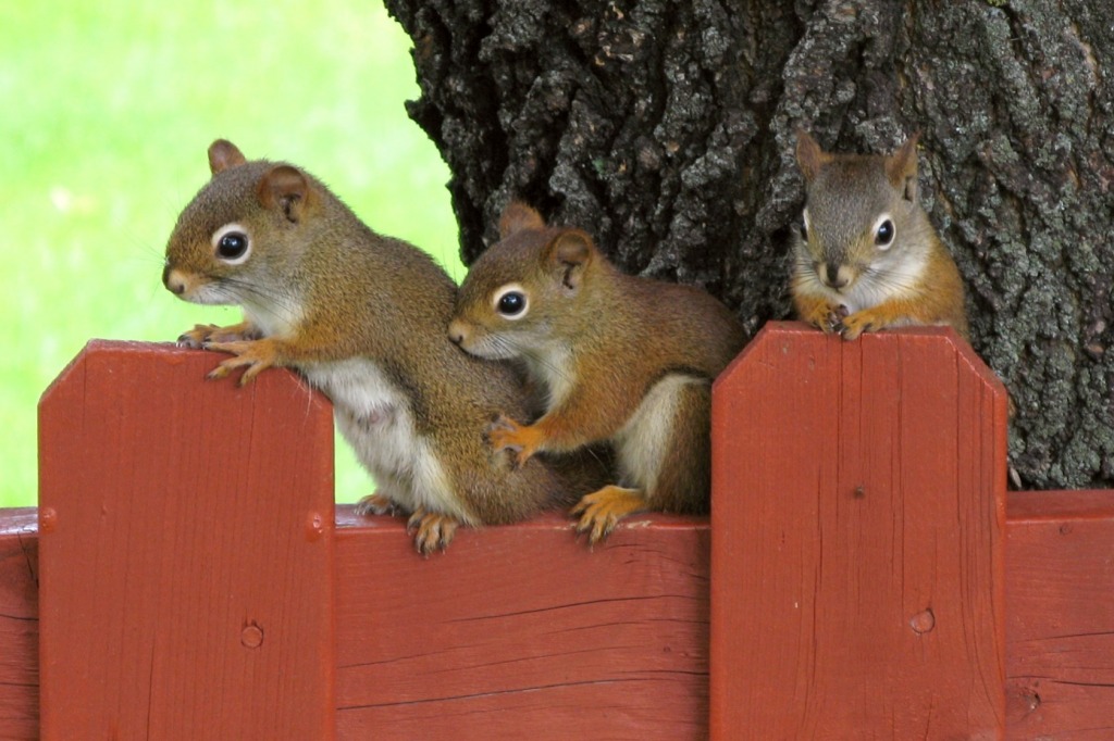 Mom with Two of Her Young jigsaw puzzle in Animals puzzles on TheJigsawPuzzles.com