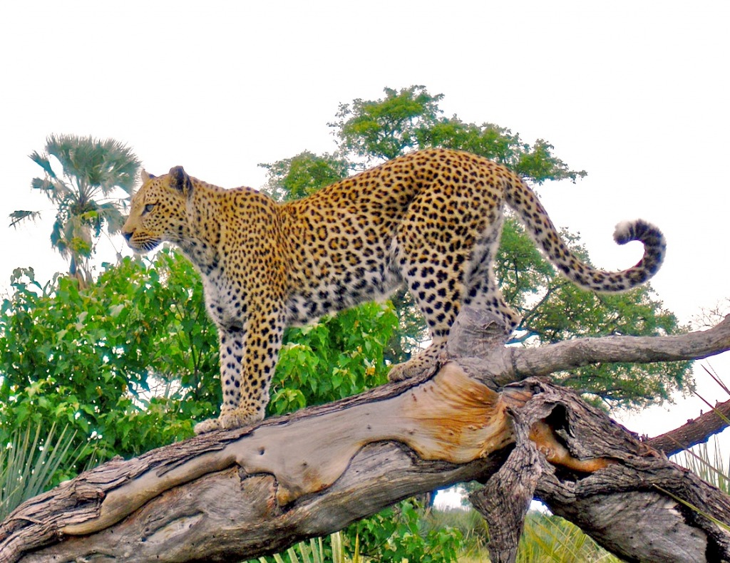 Leopard on Tree Stump jigsaw puzzle in Animals puzzles on TheJigsawPuzzles.com