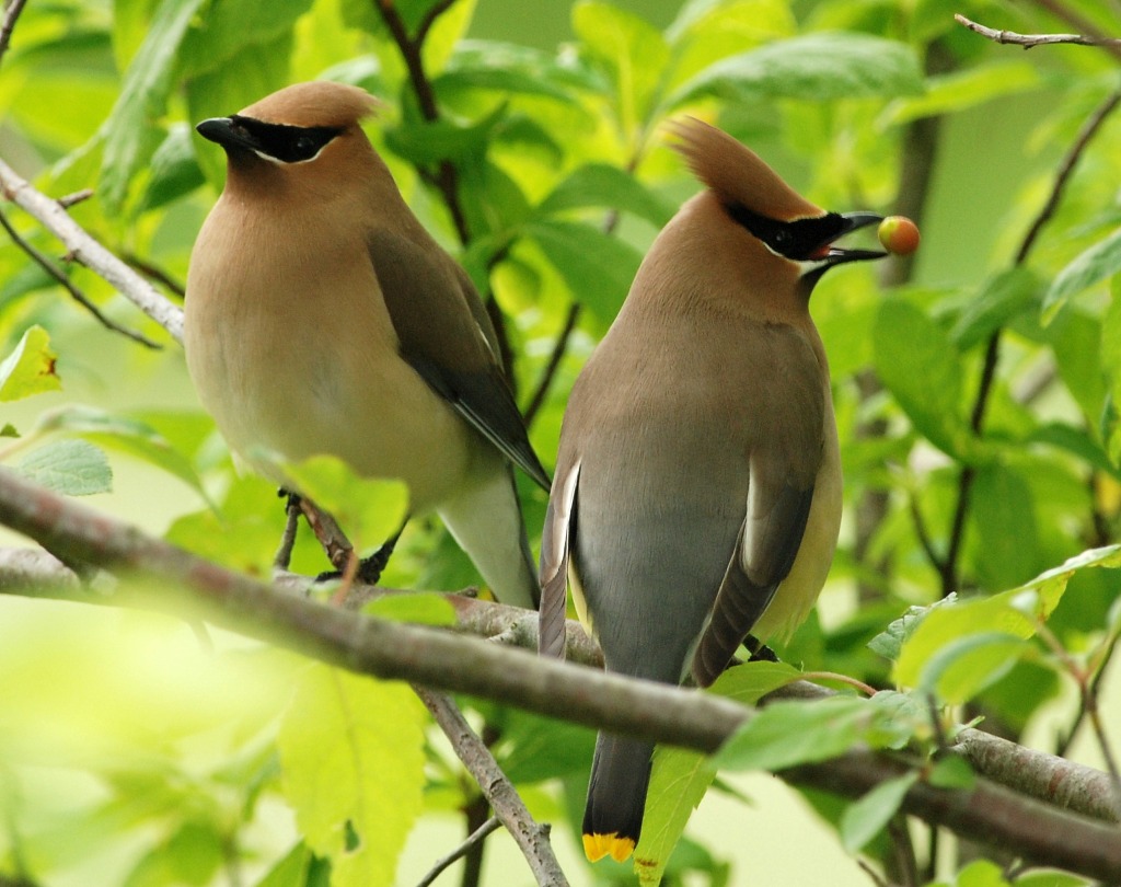 Cedar Waxwing jigsaw puzzle in Animals puzzles on TheJigsawPuzzles.com