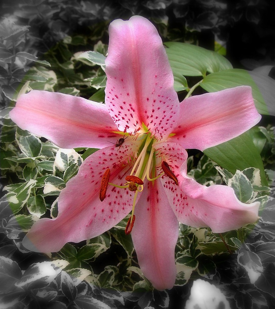 A Lily in My Garden jigsaw puzzle in Flowers puzzles on TheJigsawPuzzles.com