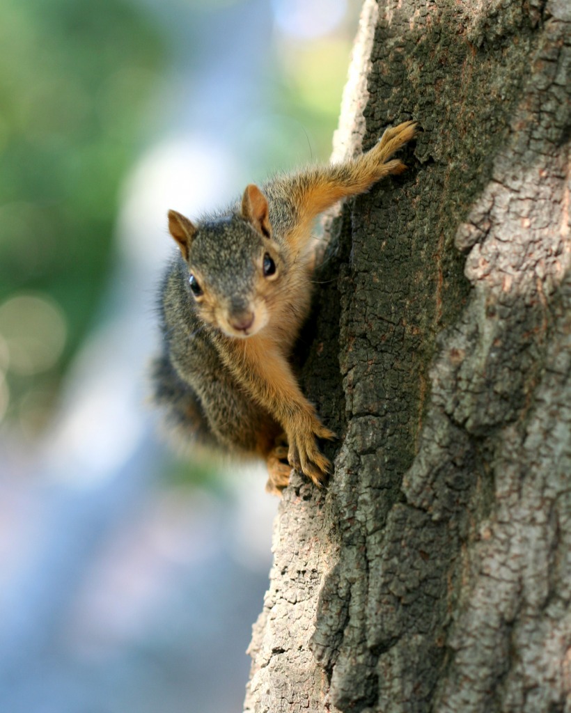 Squirrel in Walnut Creek, CA jigsaw puzzle in Animals puzzles on TheJigsawPuzzles.com