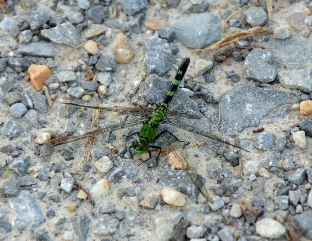 Green Dragonfly jigsaw puzzle in Macro puzzles on TheJigsawPuzzles.com