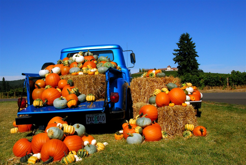 King Estate Winery Pumpkin Harvest jigsaw puzzle in Halloween puzzles on TheJigsawPuzzles.com