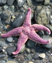 Sea Star