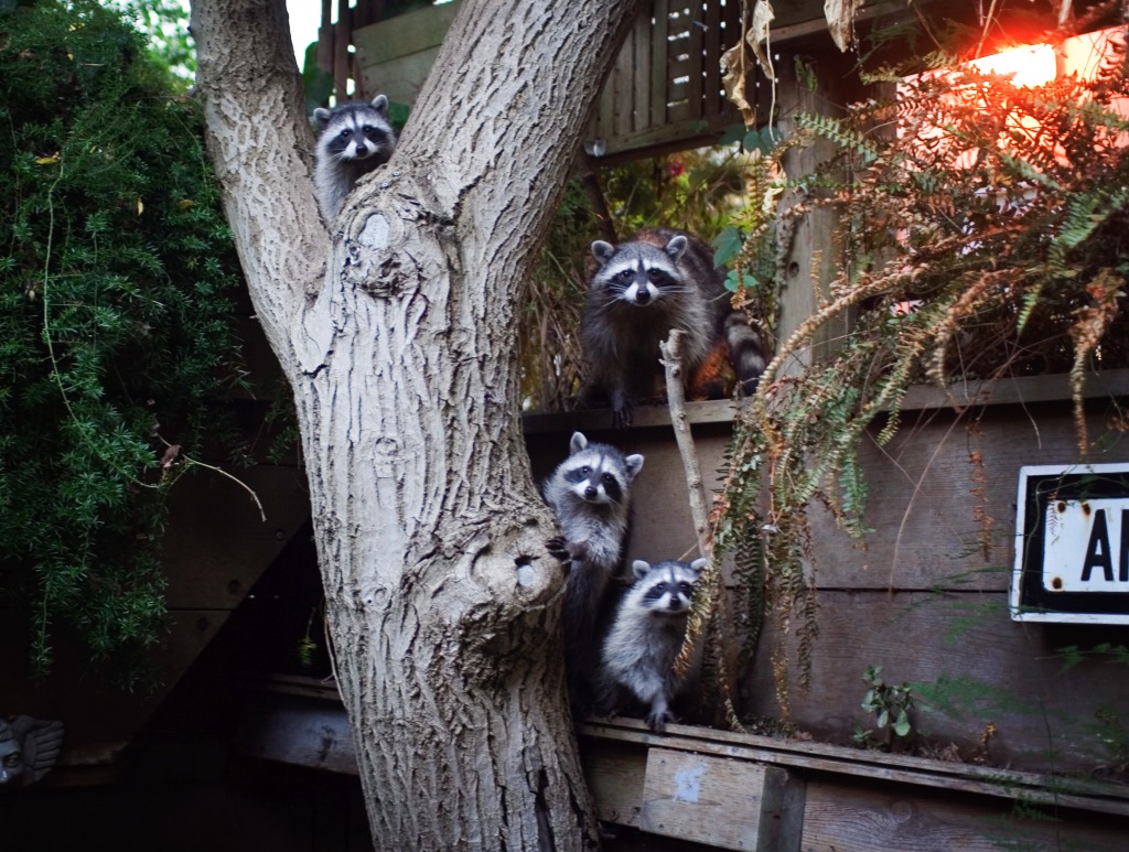 Mother Raccoon & 3 Babies jigsaw puzzle in Animals puzzles on TheJigsawPuzzles.com