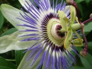 Passionflower