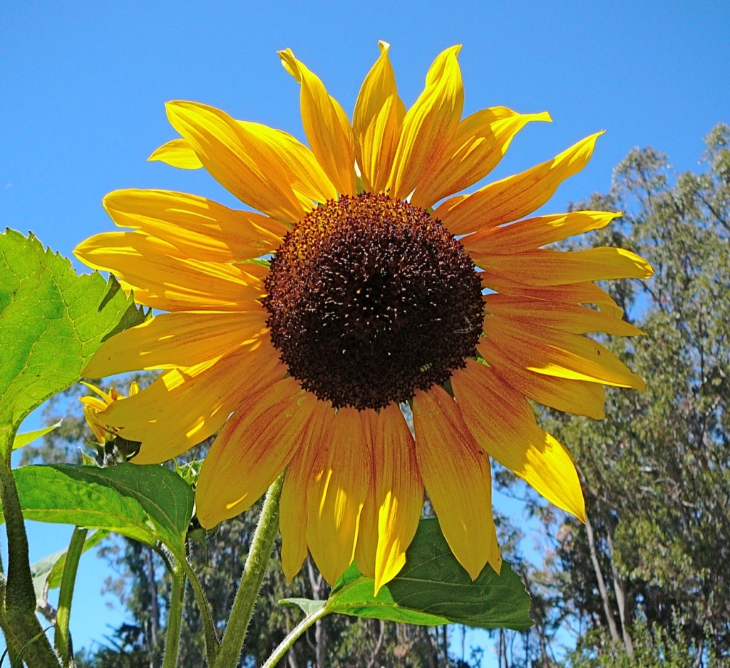 Sunflower jigsaw puzzle in Flowers puzzles on TheJigsawPuzzles.com