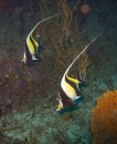 Moorish Idols