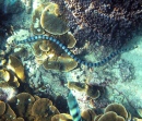 Sea Snakes