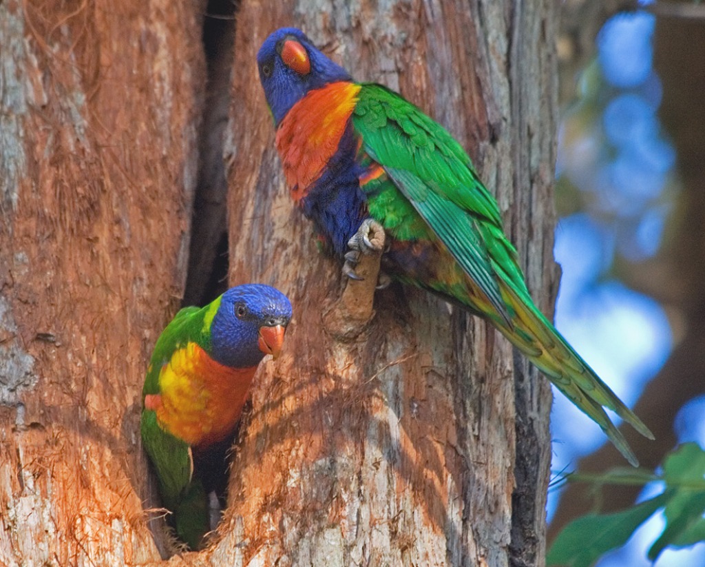 Rainbow Lorikeet jigsaw puzzle in Puzzle of the Day puzzles on TheJigsawPuzzles.com