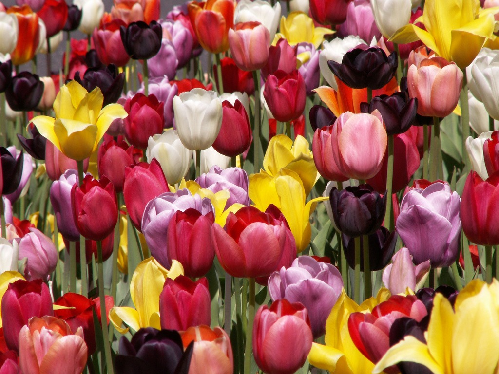 Tulips jigsaw puzzle in Flowers puzzles on TheJigsawPuzzles.com