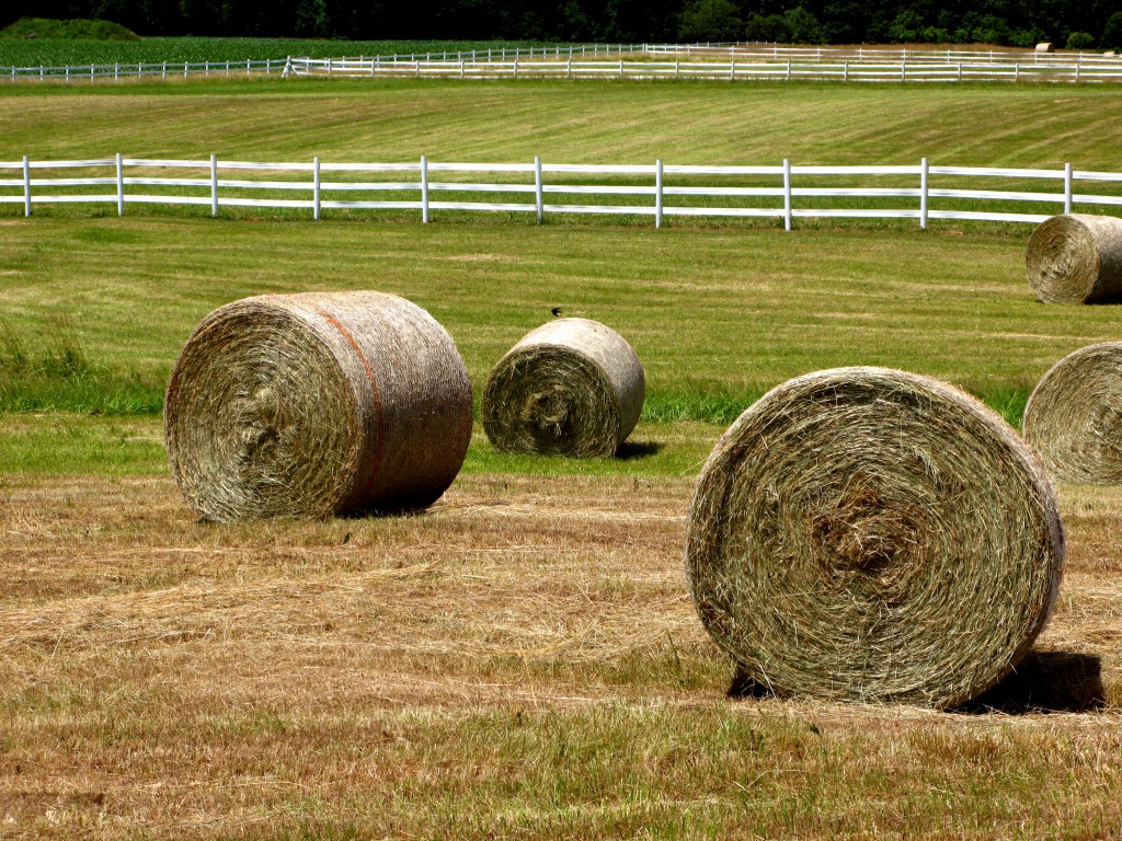 Indiana Farm jigsaw puzzle in Puzzle of the Day puzzles on TheJigsawPuzzles.com