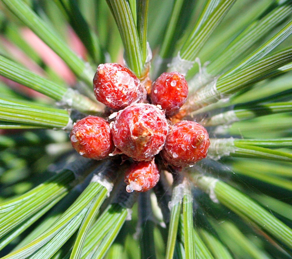 Pine Tree Branch jigsaw puzzle in Macro puzzles on TheJigsawPuzzles.com
