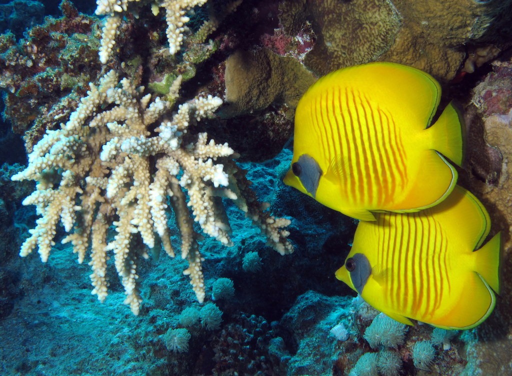 Masked Butterflyfish jigsaw puzzle in Under the Sea puzzles on TheJigsawPuzzles.com