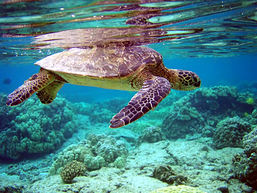 Sea Turtle jigsaw puzzle in Under the Sea puzzles on TheJigsawPuzzles.com