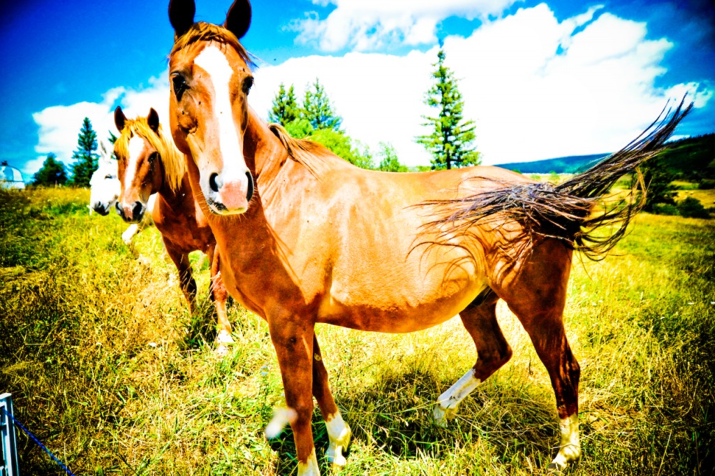 Horse Swatting Away Flies jigsaw puzzle in Animals puzzles on TheJigsawPuzzles.com