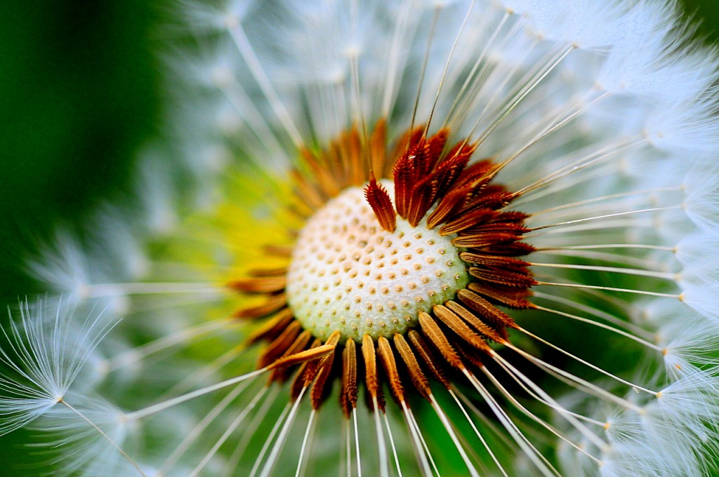 Seeding Dandelion jigsaw puzzle in Macro puzzles on TheJigsawPuzzles.com