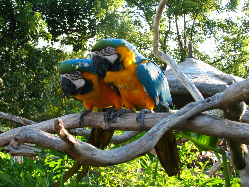 Parrots jigsaw puzzle in Animals puzzles on TheJigsawPuzzles.com