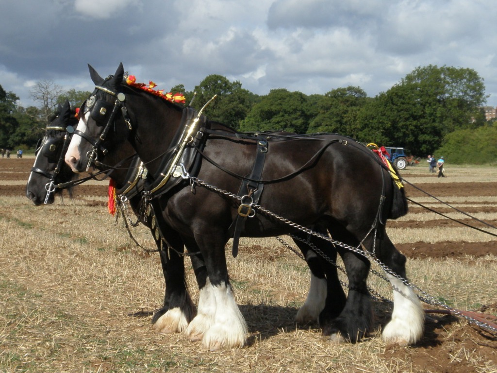 Plough Team jigsaw puzzle in Animals puzzles on TheJigsawPuzzles.com