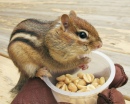 Chipmunk