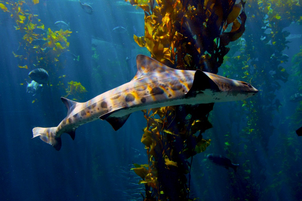 Shark in Monterey Bay Aquarium jigsaw puzzle in Under the Sea puzzles on TheJigsawPuzzles.com